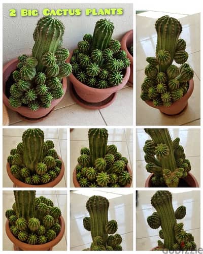 Beautiful Big Cactus Plants
