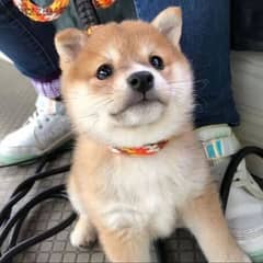 adorable shiba inu puppies for rehoming