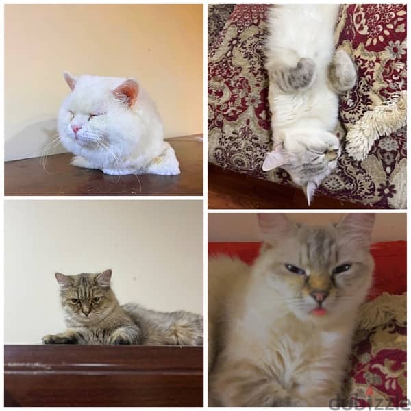 Persian Cats for Adoption 0