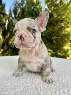 French bulldog merle discount puppies