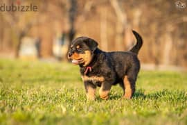 sweet Rotweiler puppies for sale.