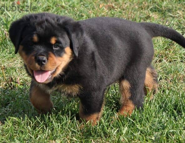 sweet Rotweiler puppies for sale. +973 3406 7659 1