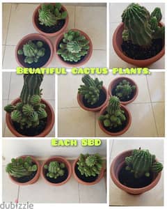 6X Cactus plants