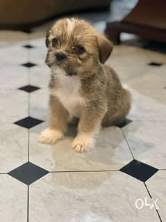For sale puppy mix 0