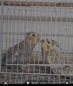 cockatiel pair , with cage . have egg 0
