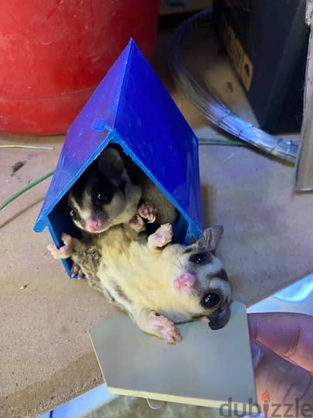 sugar glider pair 0