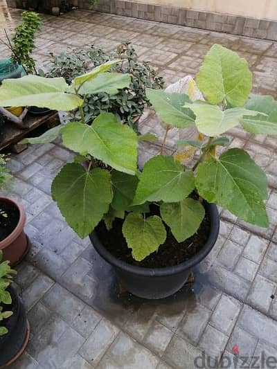 for sale big flowerpot (fig) للبيع اصيص تين كبيرة