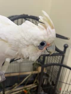 bare-eyed cockatoo (little correla) parrot