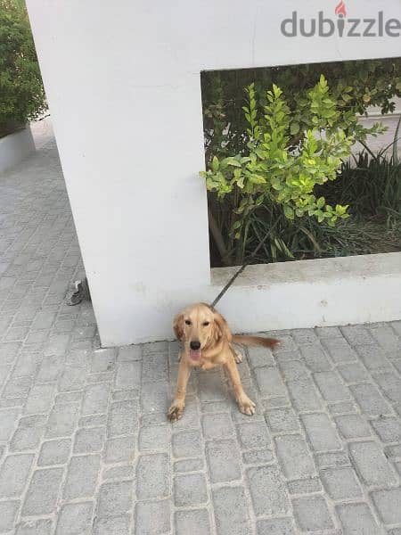 Golden Retriever Puppy 7 months old 0