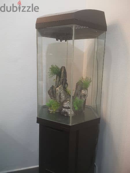 35 gallon 2024 hexagon fish tank