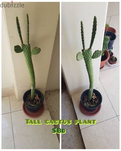Long cactus plant