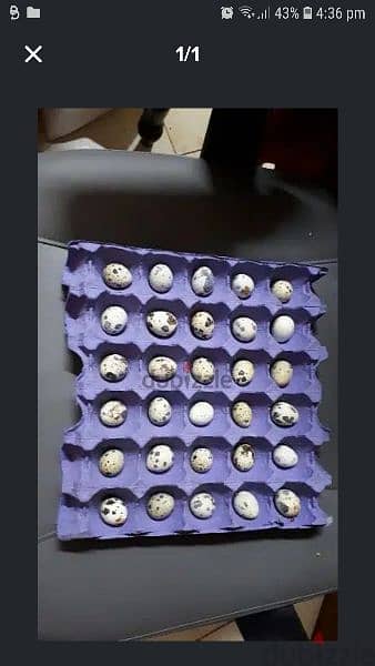 quail eggs for sale