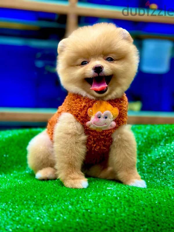 Pomeranian Boo Available Whatsapp At