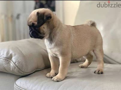 1 Pug dog for sale