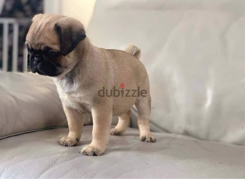 1 Pug dog for sale 1