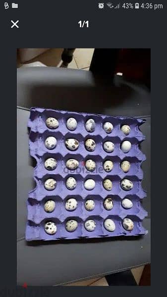 Quail eggs for sale. .