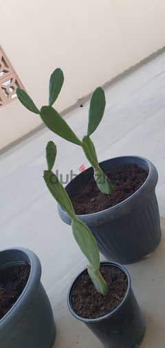 Cactus plantنبات الصبار 0