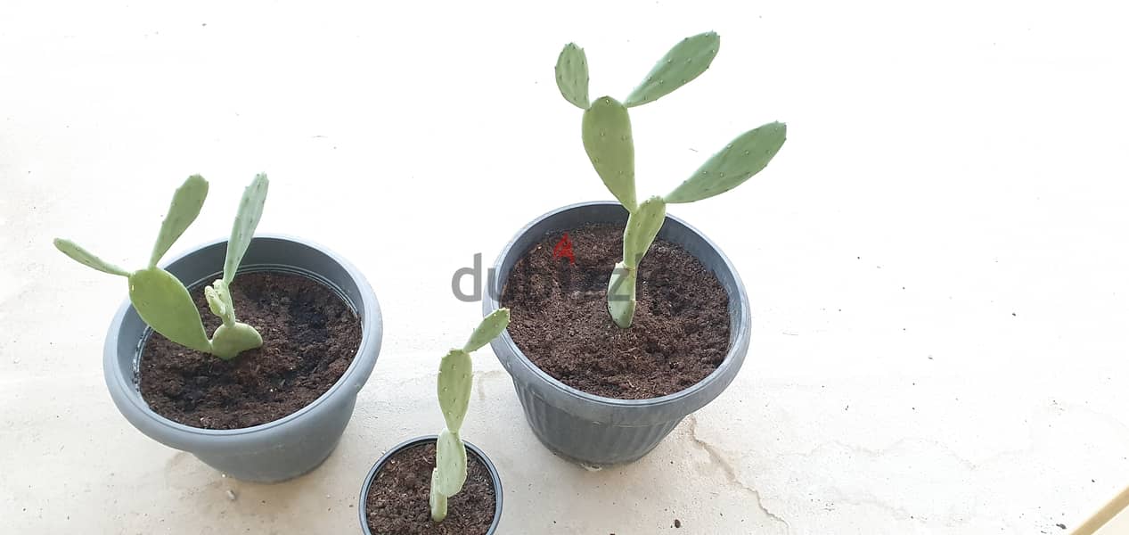 Cactus plantنبات الصبار 1