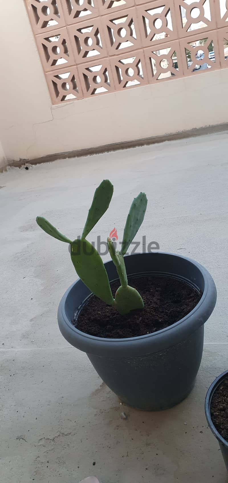 Cactus plantنبات الصبار 2