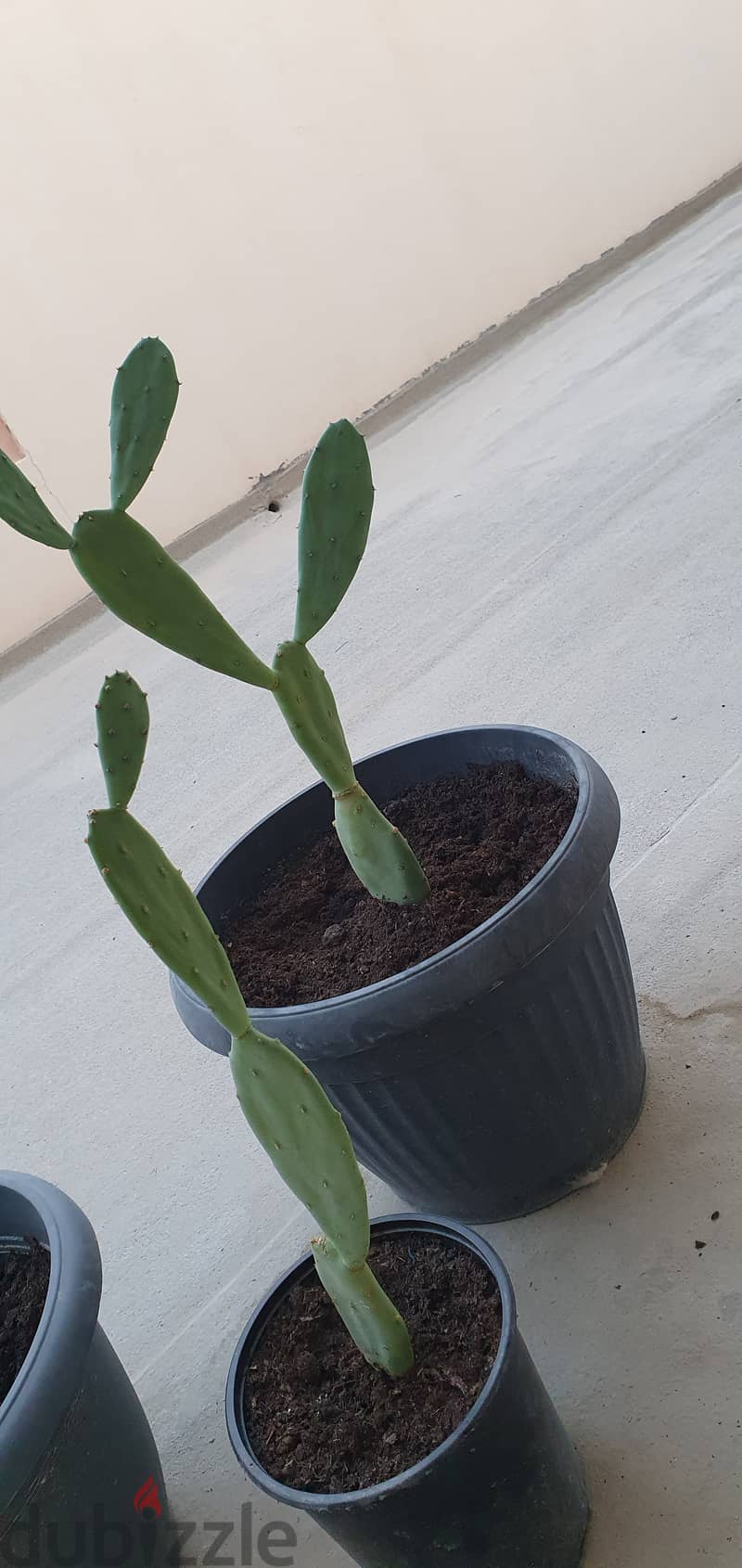 Cactus plantنبات الصبار 3