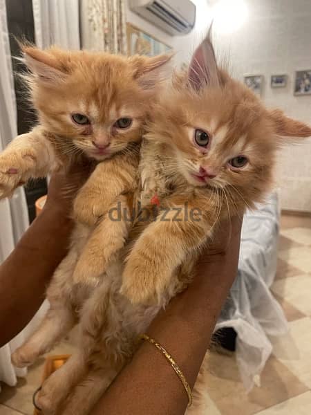kittens to adopt 1