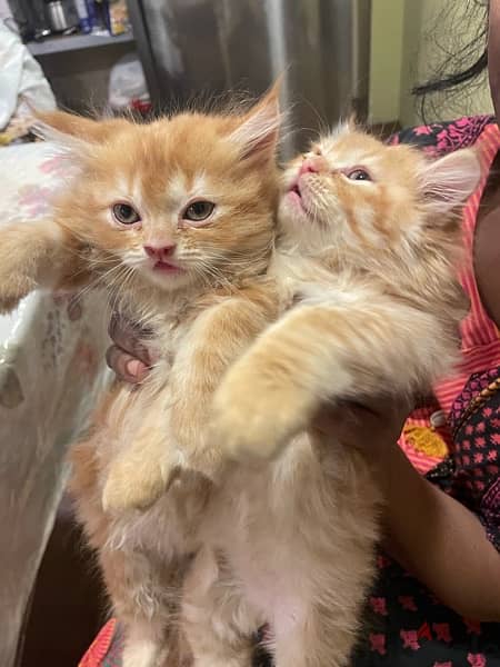 kittens to adopt 2