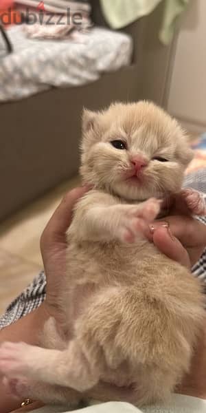 kittens to adopt 4
