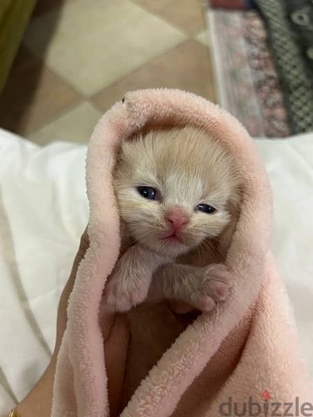 kittens to adopt 5