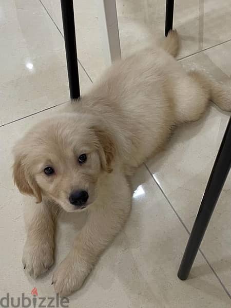 Golden retreiver  2 month  Vaccinated 0