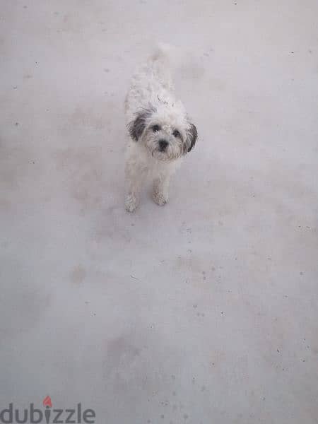 كلبة أنثى اليفة للبيع في البحرين Female dog for sale in Bahrain - Dogs ...
