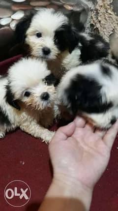 Cute Puppies 0