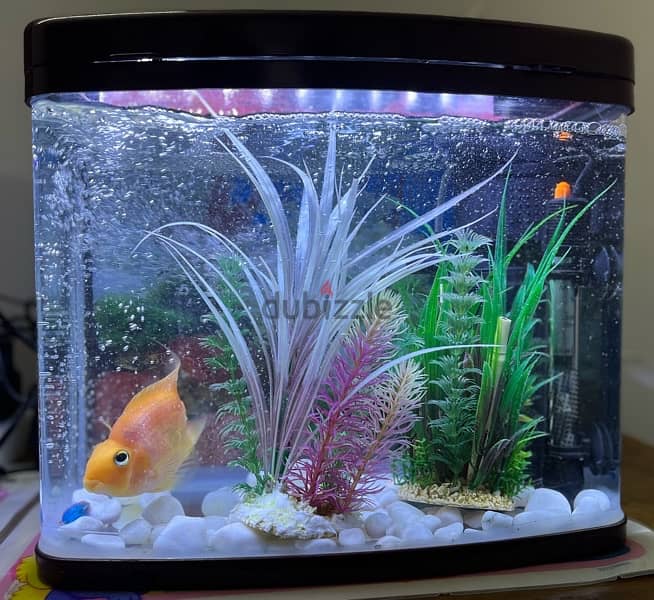 2 RED PARROT FISH & AQUARIUMS WITH EVERYTHING 0