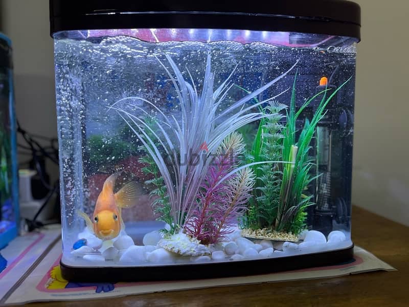 2 RED PARROT FISH & AQUARIUMS WITH EVERYTHING 1