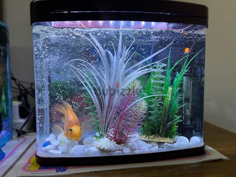 2 RED PARROT FISH & AQUARIUMS WITH EVERYTHING 2