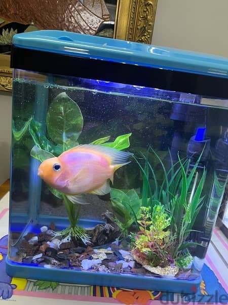 2 RED PARROT FISH & AQUARIUMS WITH EVERYTHING 4
