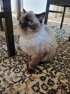 Himalayan kittens for hot sale sale near me