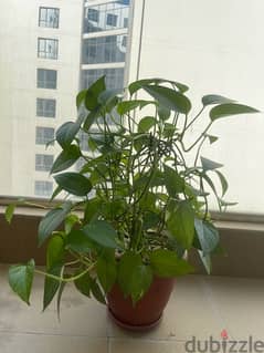 Green money plant