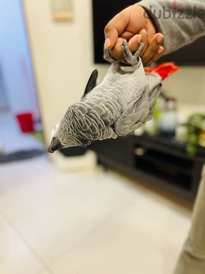 AFRICAN GRAY PARROT / كاسكو