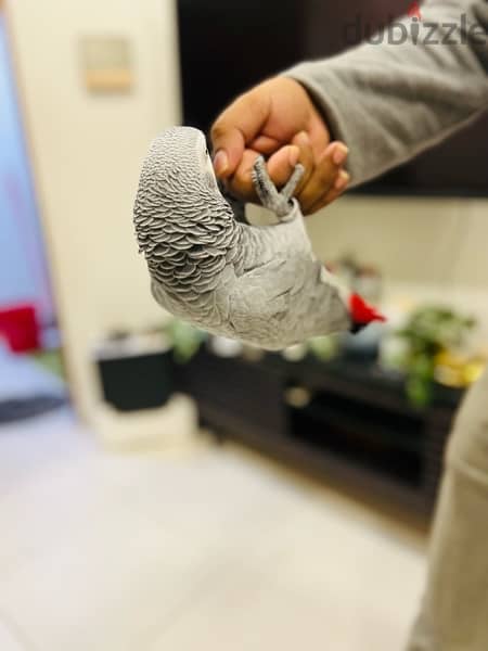 AFRICAN GRAY PARROT / كاسكو 1