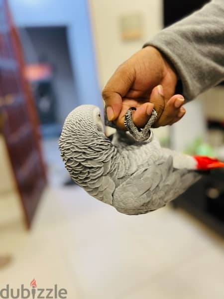 AFRICAN GRAY PARROT / كاسكو 2