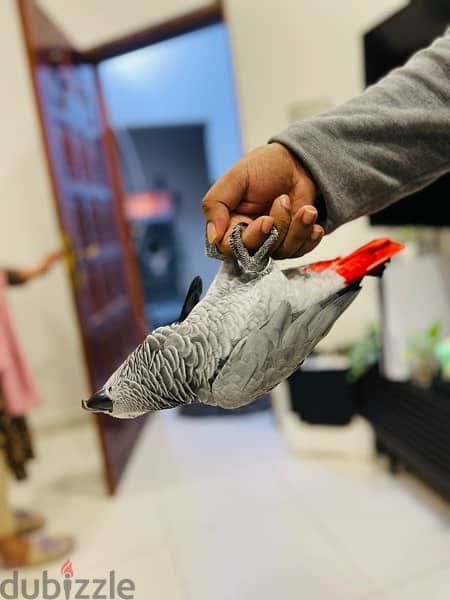 AFRICAN GRAY PARROT / كاسكو 3