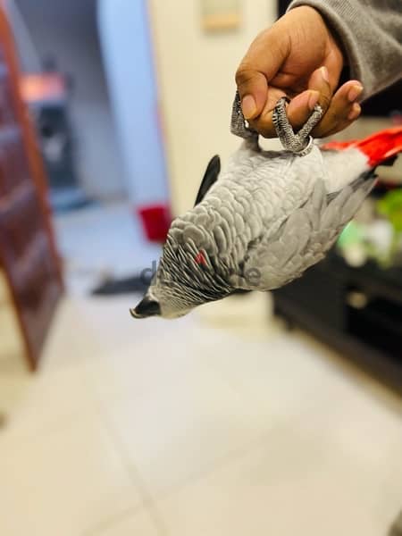 AFRICAN GRAY PARROT / كاسكو 4