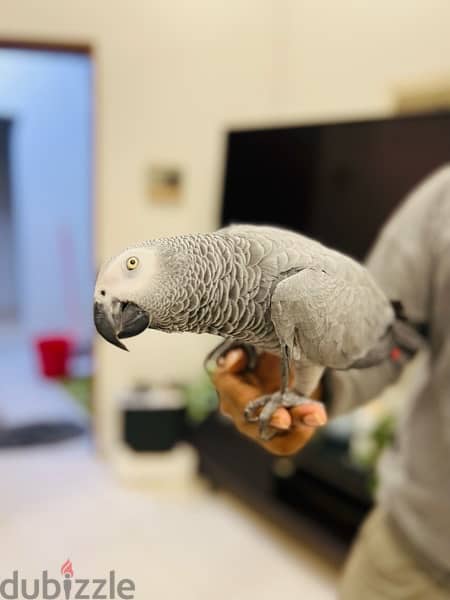 AFRICAN GRAY PARROT / كاسكو 5