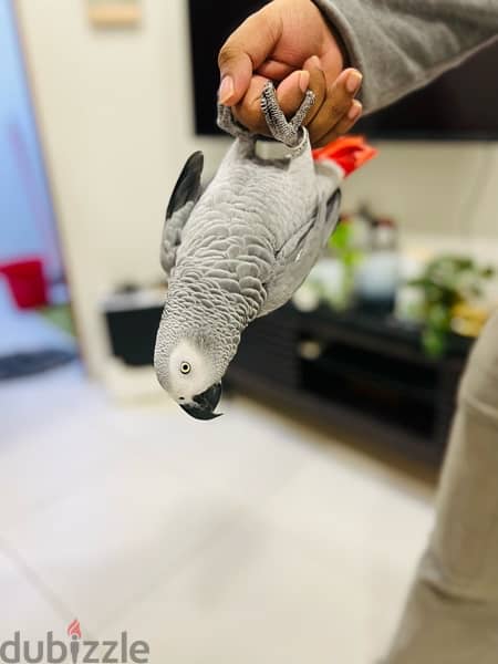 AFRICAN GRAY PARROT / كاسكو 6