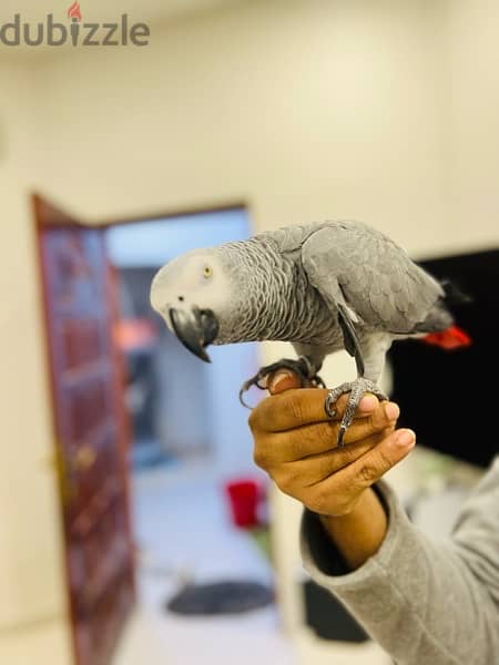 AFRICAN GRAY PARROT / كاسكو 7