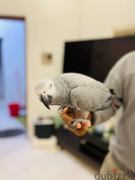 AFRICAN GRAY PARROT / كاسكو 8