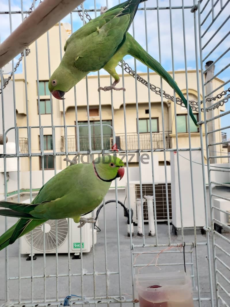 Two Green parrots couple with big cage 0