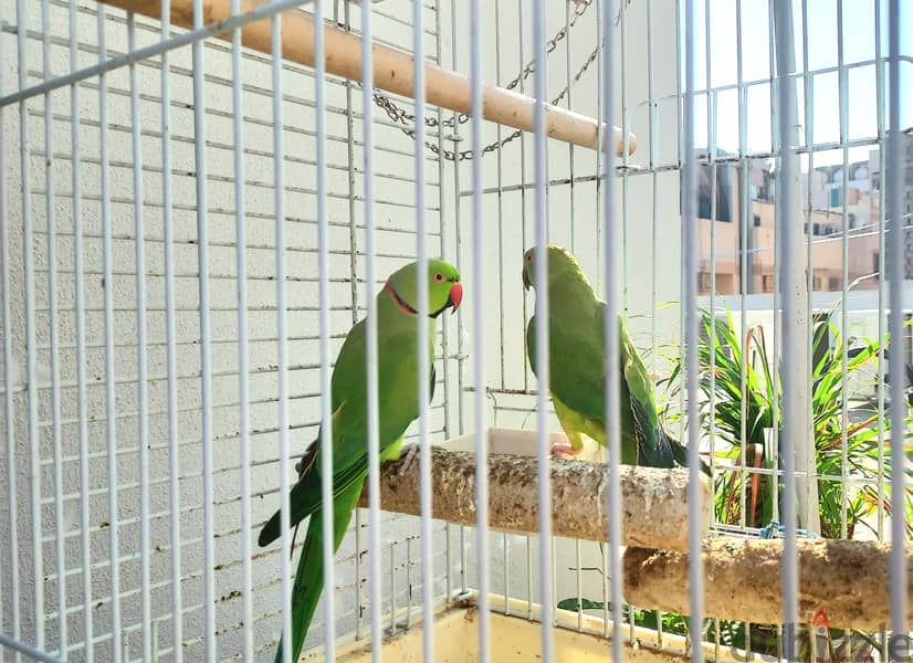 Two Green parrots couple with big cage 1