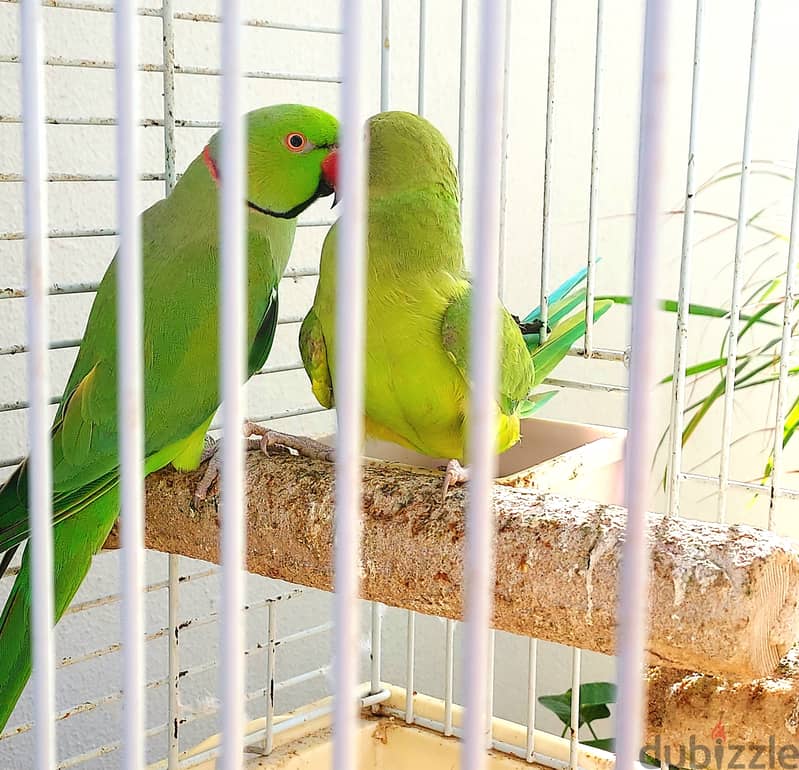 Two Green parrots couple with big cage 2