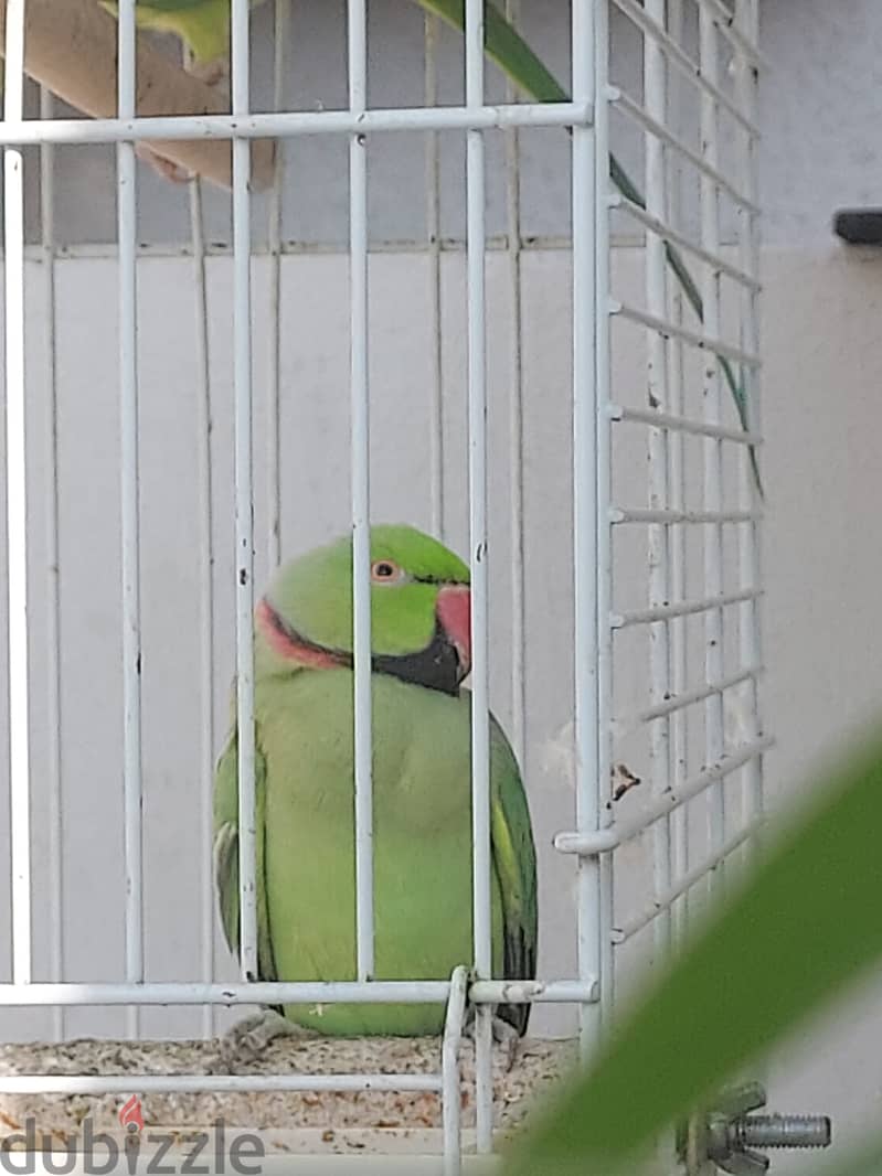 Two Green parrots couple with big cage 3